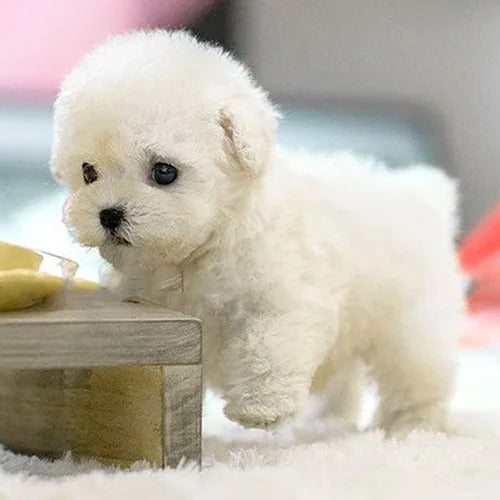 Interactive Plush Puppy That Walks and Barks