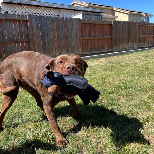 Tough Squeaky Plush Dog Toy for Heavy Chewers