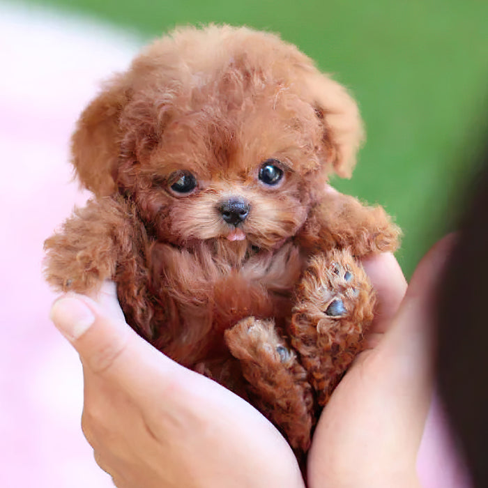 Harwelton™ Interactive Robot Puppy Toy That Walks, Barks and Wags Its Tail