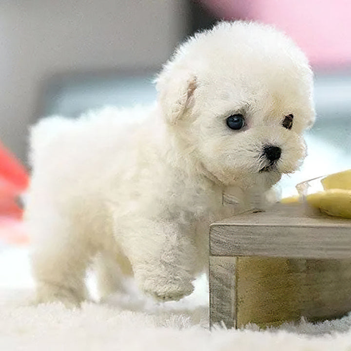 Interactive Robot Puppy Toy That Walks, Barks and Wags Its Tail