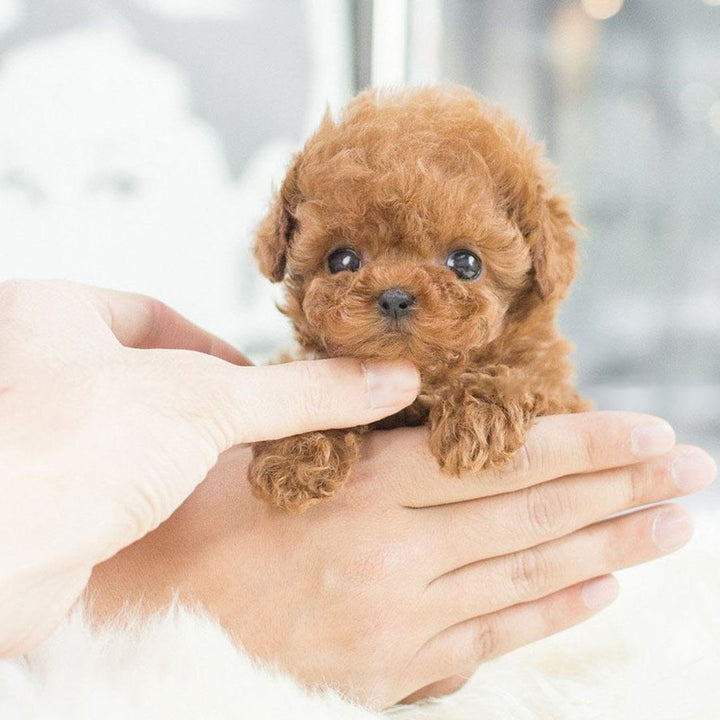 Interactive Robot Puppy Toy That Walks, Barks and Wags Its Tail
