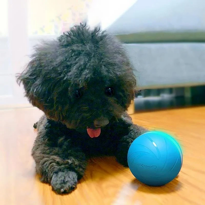 Interactive Motion Ball for Cats and Dogs, Rechargeable