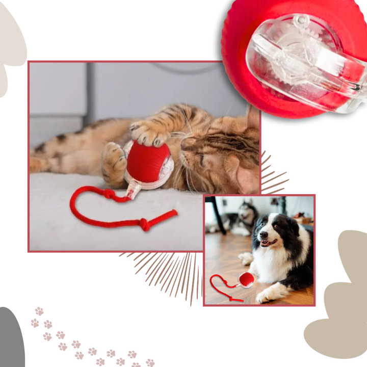 Self-Moving Cat Ball for Active Indoor Play and Exercise