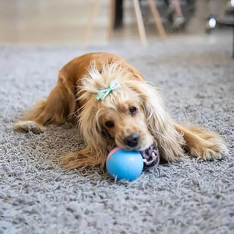 Interactive Motion Ball for Cats and Dogs, Rechargeable